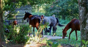 Balades à cheval proche de Castres de Toulouse et de Carcassonne