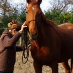 Éthologie du cheval proche de Toulouse