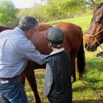 Initiation à l'éthologie du cheval