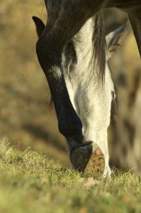 Parage naturel chez le cheval