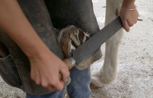 Parage naturel : taille du sabot de cheval