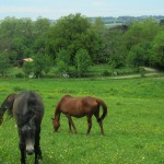 Centre équestre à Loubens-Lauragais proche de Toulouse