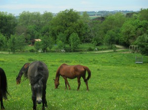 Centre équestre à Loubens-Lauragais proche de Toulouse