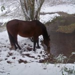 Cheval en hiver dans la Montagne Noire