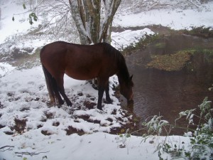 Cheval en hiver dans la Montagne Noire