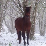 Chevaux en hiver dans la Montagne Noire