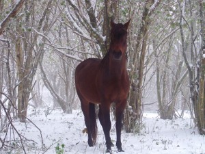 Chevaux en hiver dans la Montagne Noire