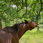 Chevaux en liberté dans la Montagne Noire