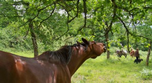 Chevaux en liberté dans la Montagne Noire