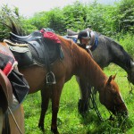 Balades à cheval dans la Montagne Noire