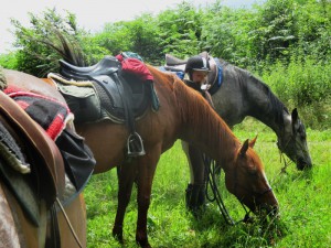 Balades à cheval dans la Montagne Noire