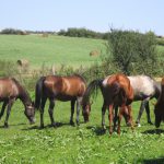 Chevaux en liberté