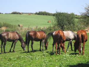 Chevaux en liberté