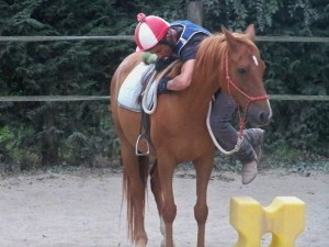 Débourrage éthologique du cheval