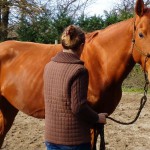 Désensibilisation du cheval