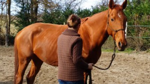 Désensibilisation du cheval