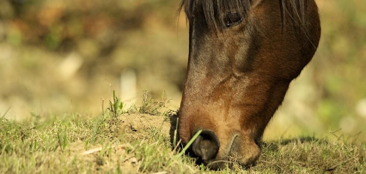 Éthologie du cheval