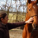 Éthologie du cheval en Haute-Garonne