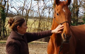 Éthologie du cheval en Haute-Garonne