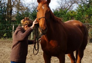 Éthologie du cheval proche de Toulouse