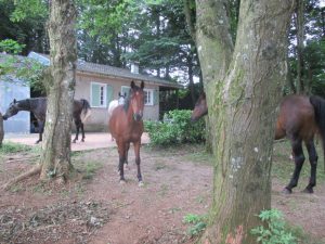 Gîte à Arfons Montagne Noire