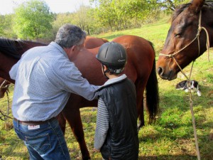 Initiation à l'éthologie du cheval