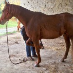 Séance éthologie du cheval