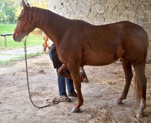 Séance éthologie du cheval