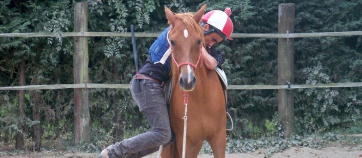 Travail comportemental avec le cheval