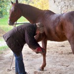 Travail comportemental du cheval