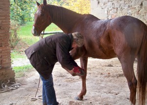 Travail comportemental du cheval