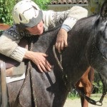 Débourrage du cheval en douceur