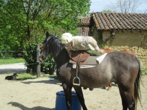 Début du débourrage du cheval après sellage