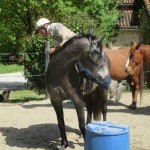 Monter en selle débourrage du cheval