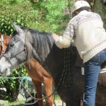 Monter en selle débourrage du cheval en douceur