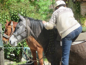 Monter en selle débourrage du cheval en douceur