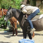 Stable en selle débourrage du cheval