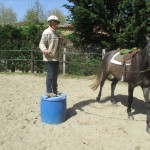 Travail en rond de longe pour débourrage du cheval