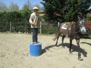 Travail en rond de longe pour débourrage du cheval