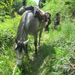 Balade à cheval en Montagne Noire