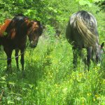 Balades à cheval