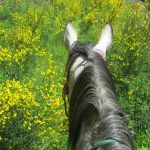 Cheval en pleine nature