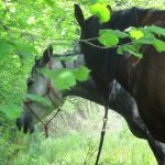 Randonnée à cheval en Montagne